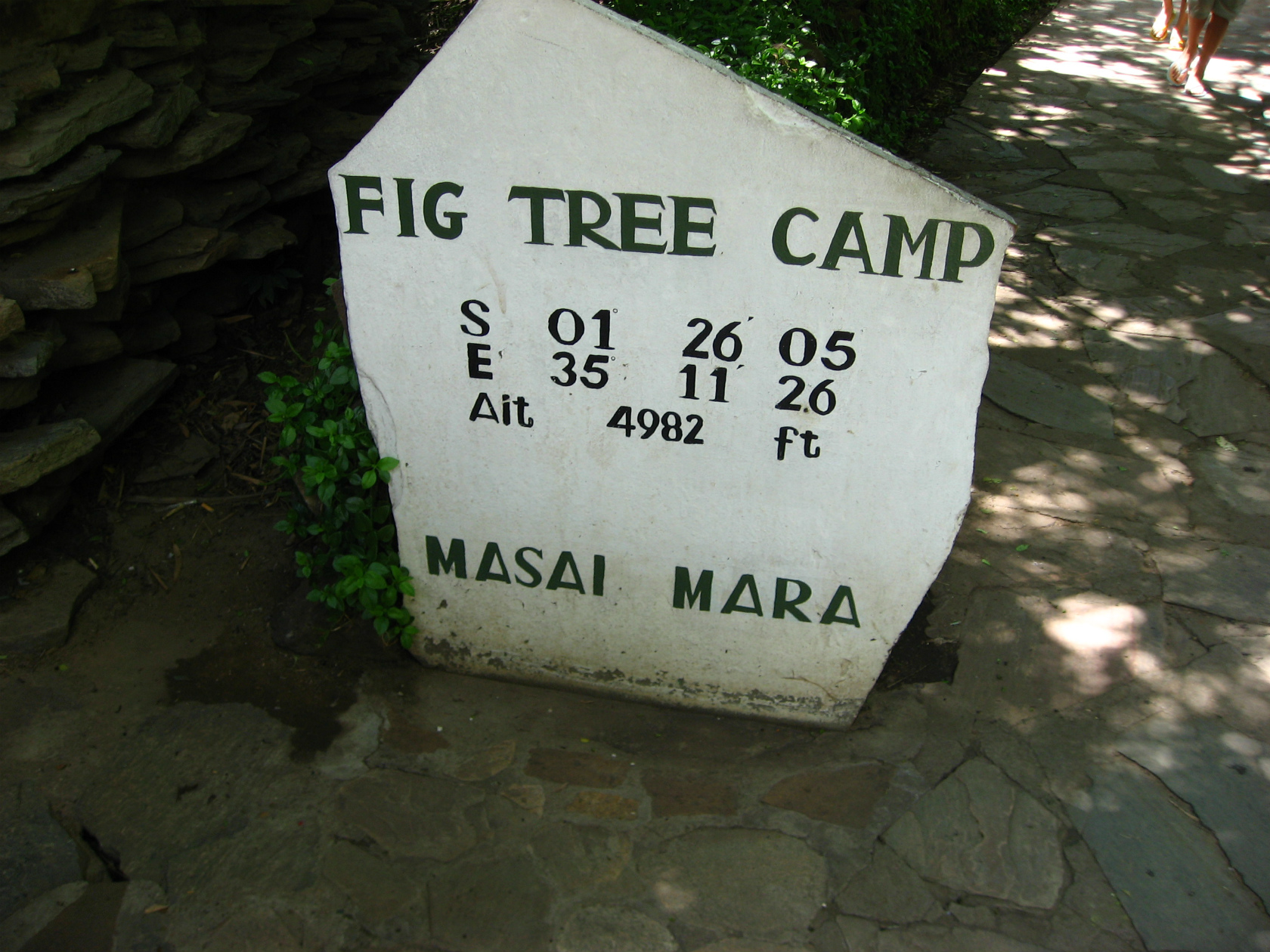 fig tree フィグツリーキャンプ